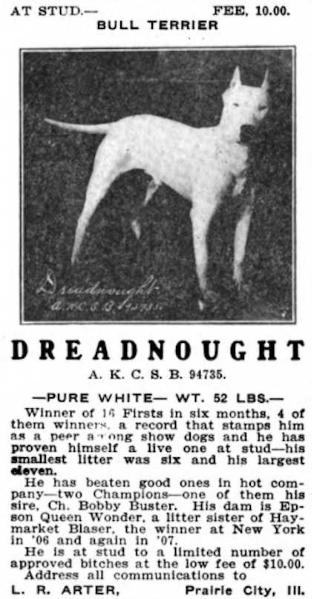 Dreadnought (094735) | Bull Terrier 