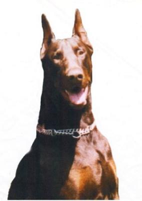 Moka Fay du Castel Tolosane | Brown Doberman Pinscher