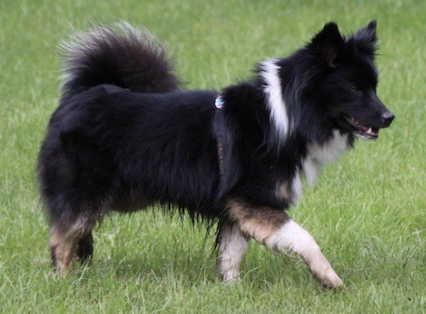 Isdalur's Conrad | Icelandic Sheepdog 