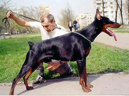 Olivia iz Zoosfery | Black Doberman Pinscher