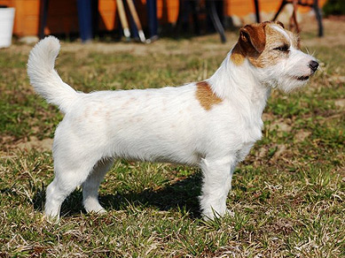 Invebrae Ambassador | Jack Russell Terrier 