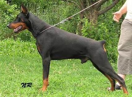 Smart Wood Hills Absent | Black Doberman Pinscher