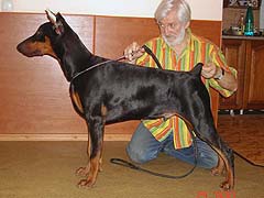 Osborn iz Zoosfery | Black Doberman Pinscher