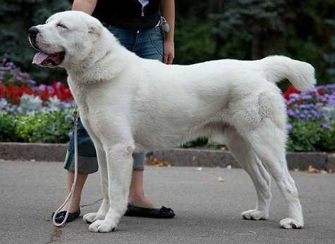 COGUSH YUREK BAYAZ BURI | Central Asian Shepherd Dog 