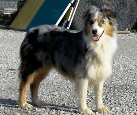 Countrywoods Zuzka @ Turkey Run | Australian Shepherd 