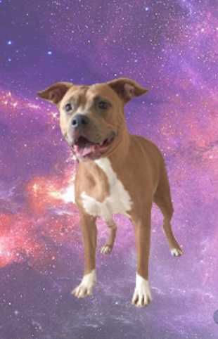GOLDEN YOUMA LIKE THE SUN IN WINTER | American Staffordshire Terrier 