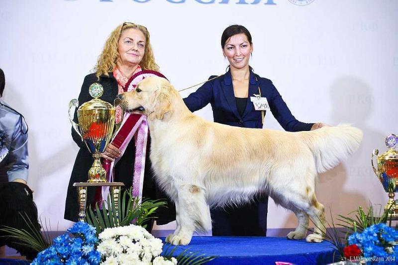 Riera Byron Bay | Golden Retriever 