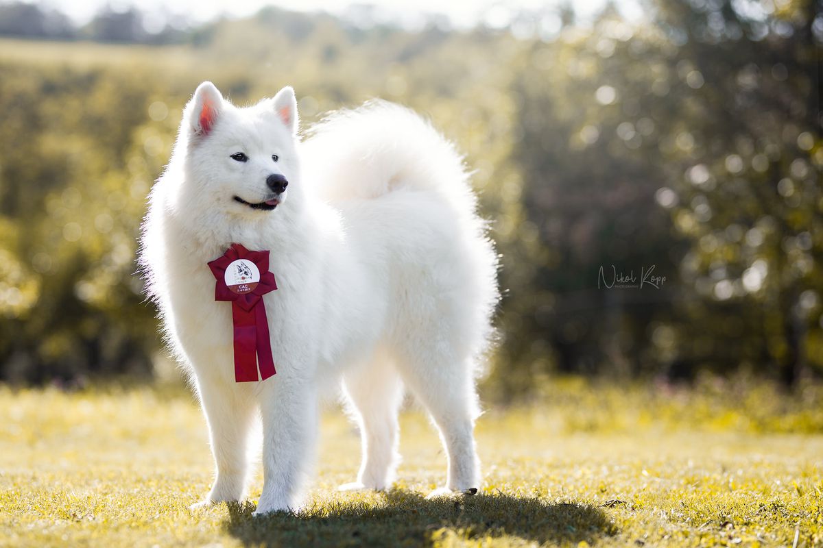 Herriet od Rací studánky | Samoyed 