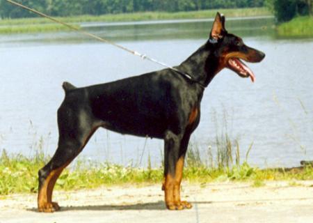 Modus Ost Galla Galaxis | Black Doberman Pinscher