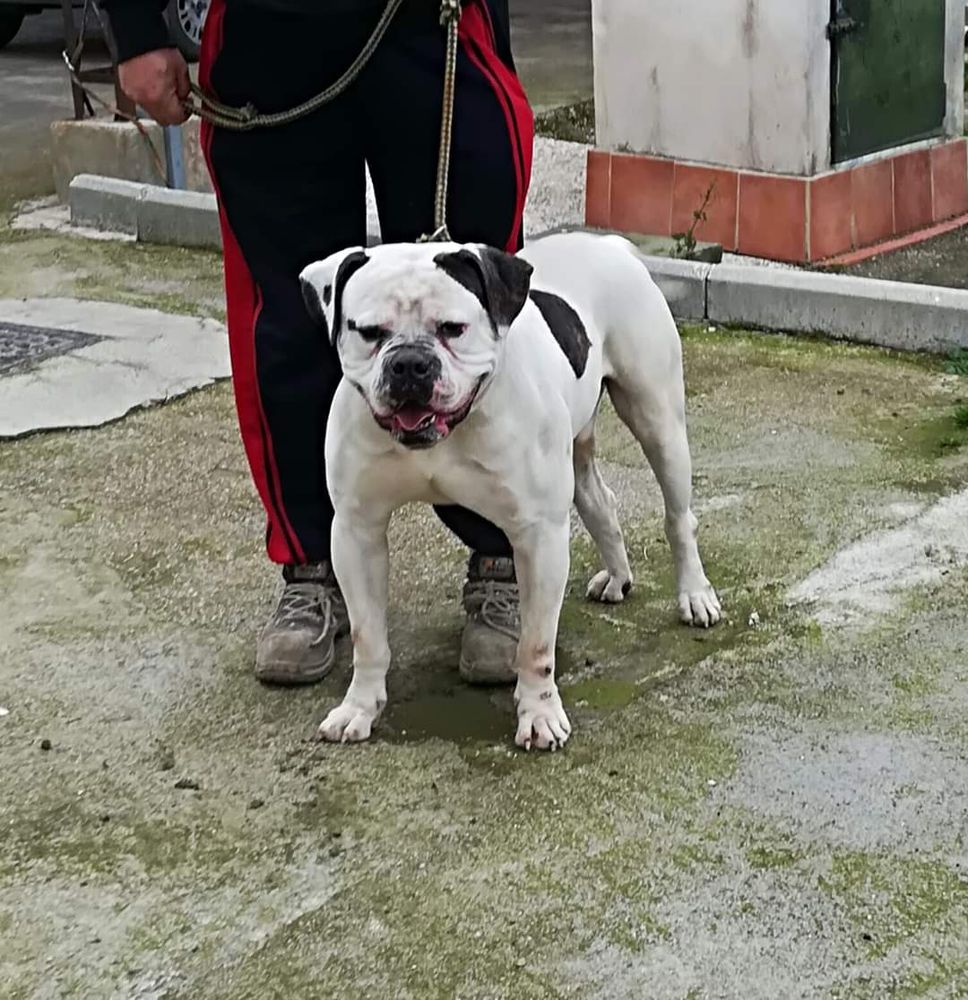 Danibull's Django | American Bulldog 