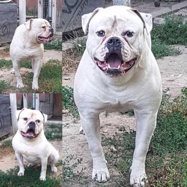 Transilvanian Bulls Igor | American Bulldog 