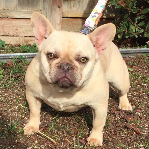 RRBULLYZ GIGI | French Bulldog 