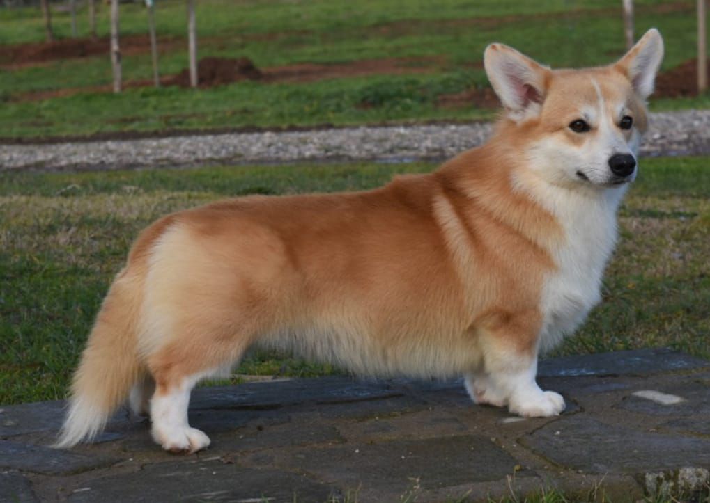 Kent z Piashchotnai Zorki | Pembroke Welsh Corgi 