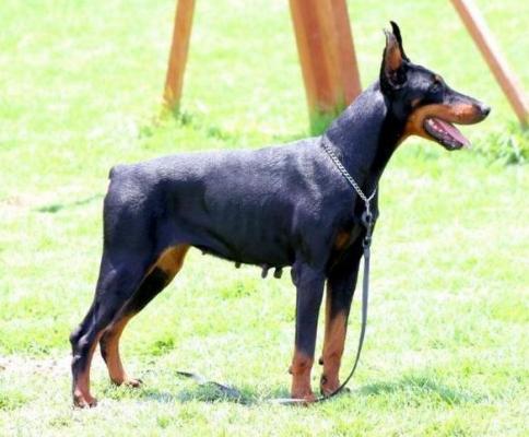 Lena de Pertierra | Black Doberman Pinscher