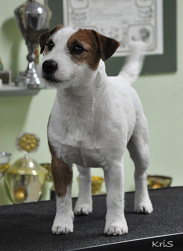 Sasquehanna MAZAK | Jack Russell Terrier 