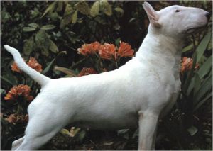 Saltair gypsyrose zara padraic | Bull Terrier 