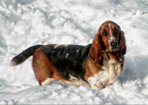 Easterbrooks Nostalgically Neva | Basset Hound 