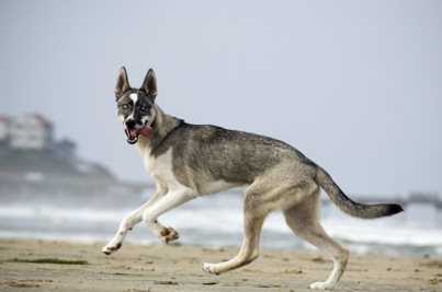 Starfire’s Hot Shot Leader-Zarr  94.805 | Siberian Husky 