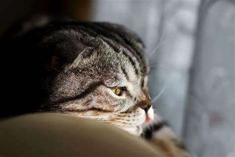 Russian White, Russian Black, Russian Tabby