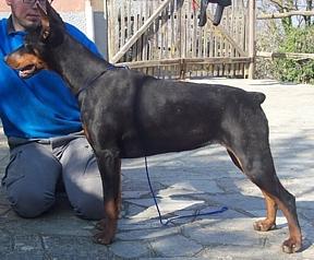 Eria Pro Flavia Free-Style | Black Doberman Pinscher