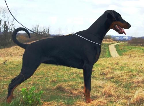 Amber Sea Adele Great | Black Doberman Pinscher