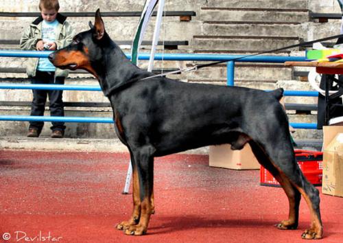 Amber Sea Avatar | Black Doberman Pinscher