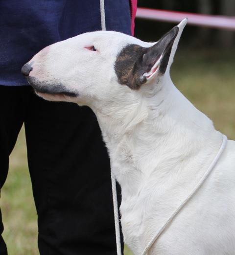 Ever Lord Bull Baby Boom | Bull Terrier 