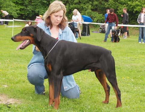 Franco Halit Pasa | Black Doberman Pinscher