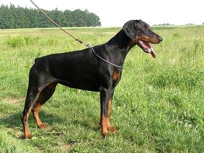 Cheyenne Halit Pasa | Black Doberman Pinscher