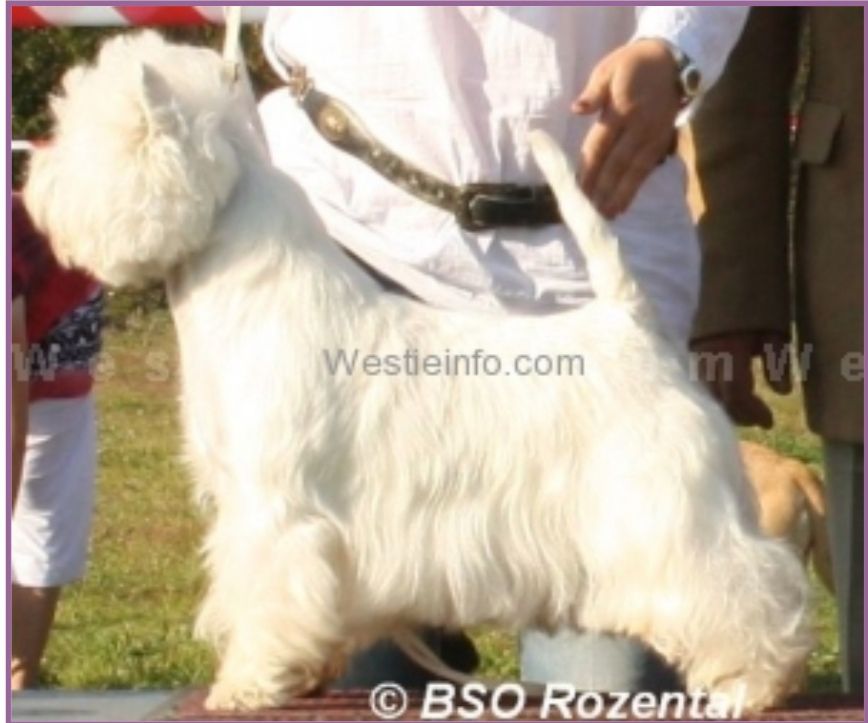 Albertito du Moulin de Mac Gregor | West Highland White Terrier 