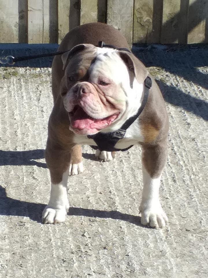 Benfords Bulldogs Bullet | Olde English Bulldogge 