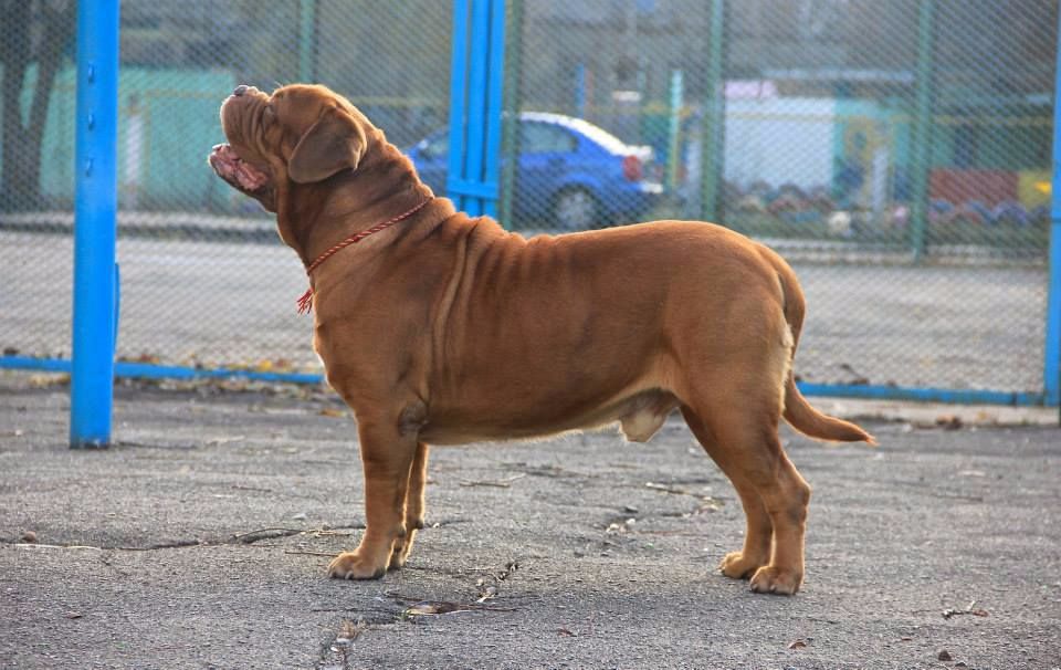 Tsarskaya Idillia Typhoon | Dogue de Bordeaux 