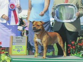 Bullseye American Idol | Staffordshire Bull Terrier 