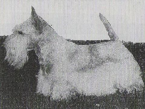 Sandgreg's Toreador at Stuane | Scottish Terrier 