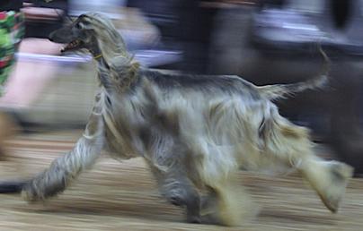 Kasban Bewitching Breeze | Afghan Hound 