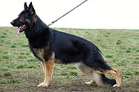 Xebo z Golha | German Shepherd Dog 