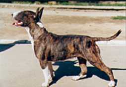 Grat gatsby'S long kiss good night | Bull Terrier 