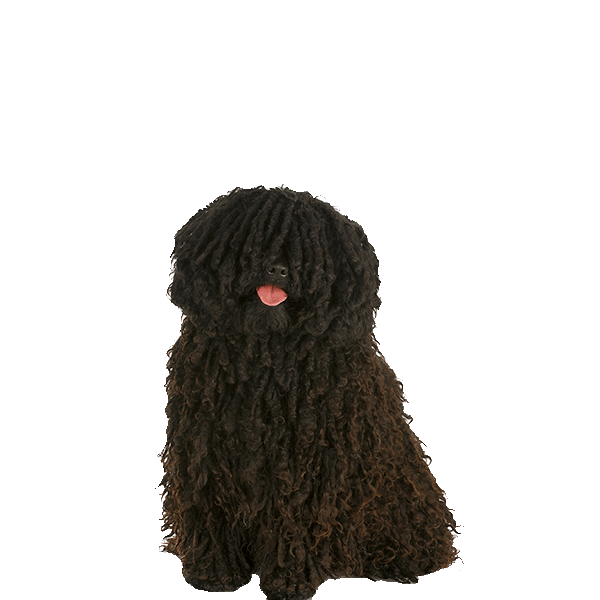 Spanish Water Dog