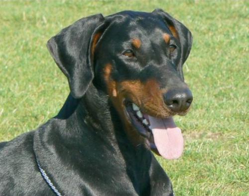 Jezibaba Halit Pasa | Black Doberman Pinscher