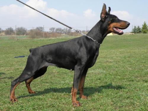 Graphic Line Aerola | Black Doberman Pinscher