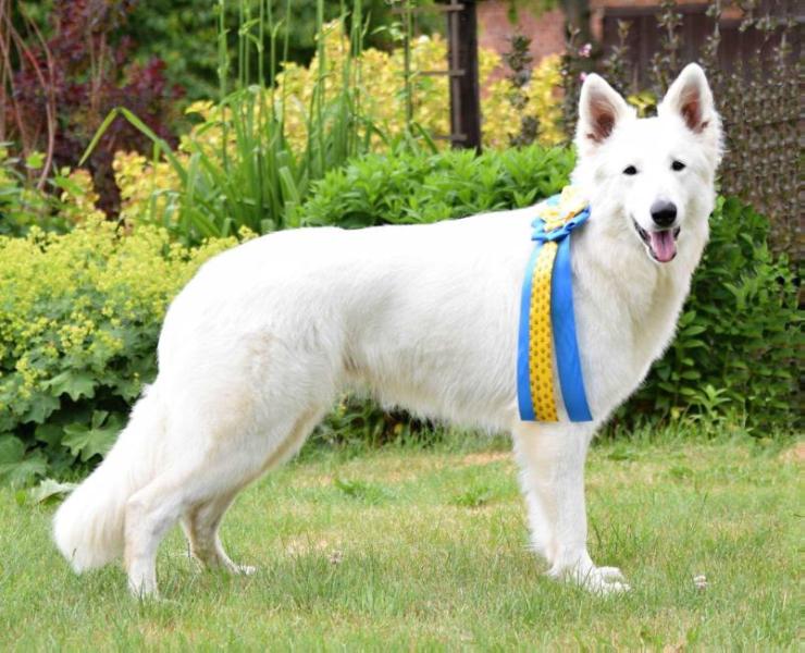 Nassey Star z Rance Montara | White Swiss Shepherd Dog 