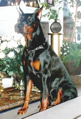 Ramonburg's Ustang | Black Doberman Pinscher