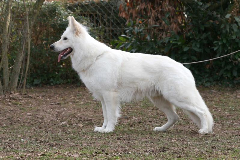 Zabel of White Friends | White Swiss Shepherd Dog 