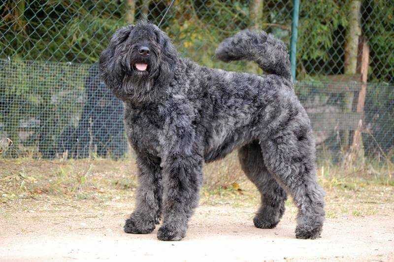 Georgia z Grodu Ksiazat Pomorskich | Bouvier des Flandres 