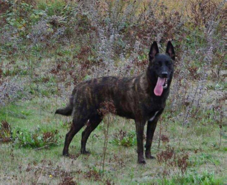 Voltane du royaume d'ubac | Dutch Shepherd 