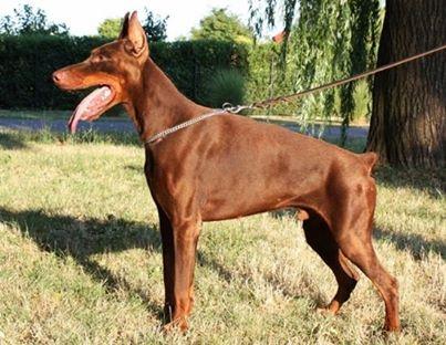 Elatus v. Hunnoterra | Brown Doberman Pinscher