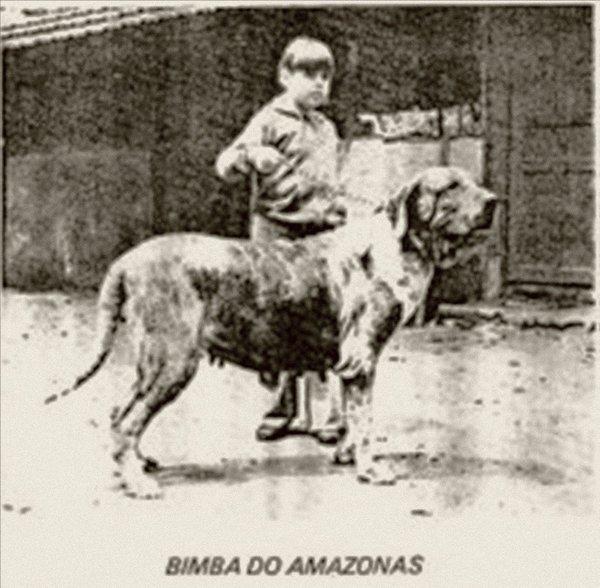 Bimba do Amazonas | Fila Brasileiro 