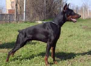 Don Fanto v. Hunnoterra | Black Doberman Pinscher