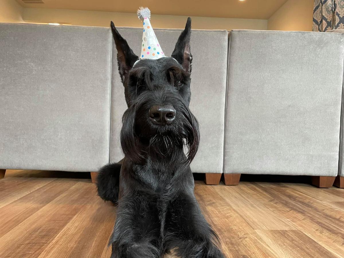 Lotty Von Prufenpuden | Giant Schnauzer 