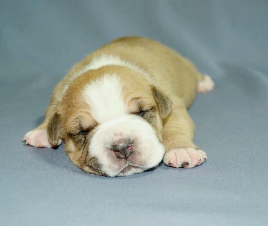 Luxstori Ast House Klaydis Secret Player | American Staffordshire Terrier 